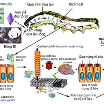 Tìm hiểu về Bacillus thuringiensis (BT)