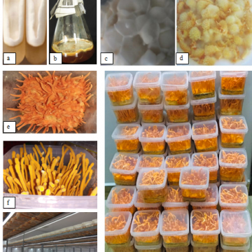 Nuôi trồng nấm Đông trùng hạ thảo (Cordyceps militaris)